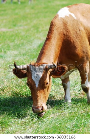 A cow in a pasture with cloudy blue sky at the background