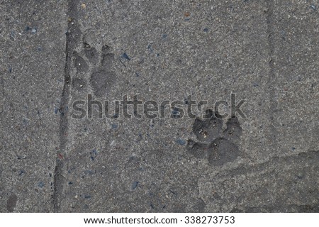 Dog footprint on the concrete ground