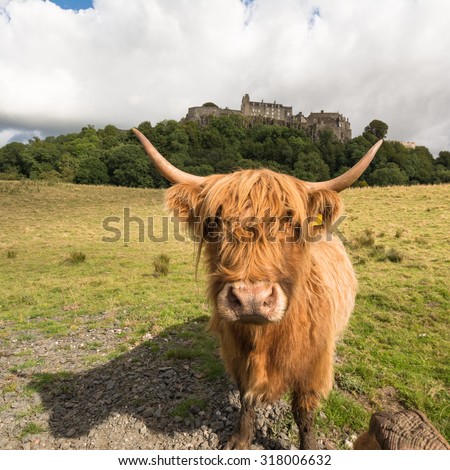 Stirling Castle seen through the horns of a Highland Cow