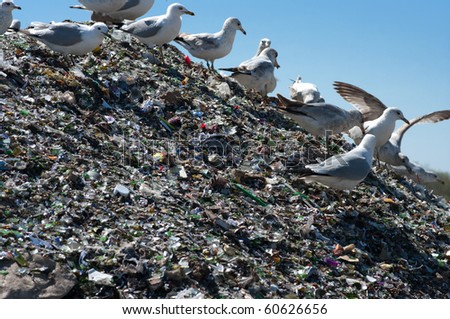 A pile of broken glass and trash in a landfill with birds looking for food