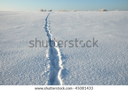 Wolf footsteps on snow