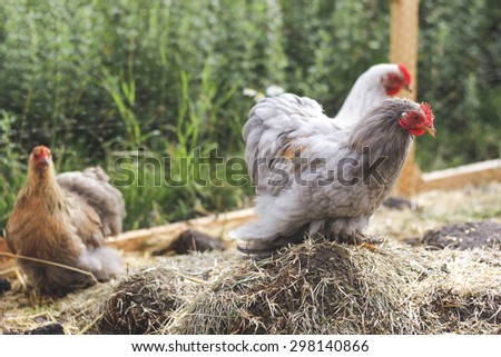 Rooster and chickens roaming in chicken run