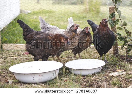 Chickens roaming in chicken run