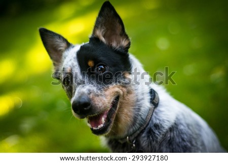 Australian Cattle Dog portrait