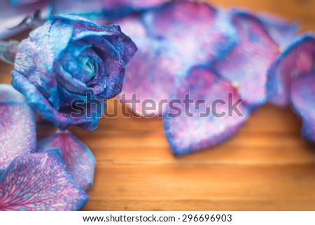 pastel rose with soft focus and blur background.Macro of rainbow rose flower soft focus.