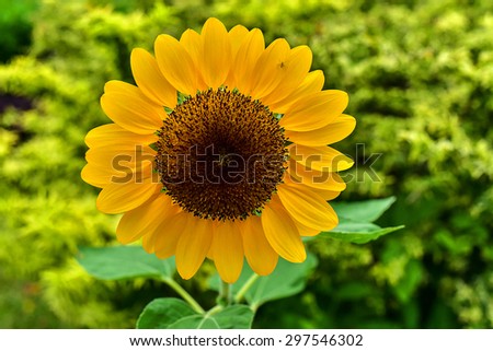 Sunflower.Close-up of sun flower .Sunflower macro.