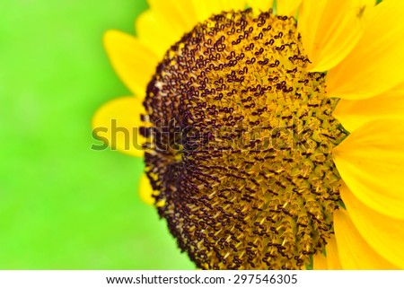Sunflower.Close-up of sun flower .Sunflower macro.