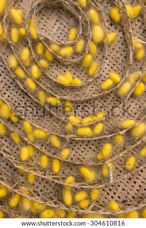 Silk worm and Silk worm cocoons from egg to worm in basket
