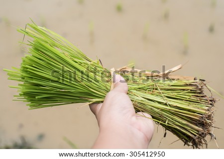 Rice plant in hand