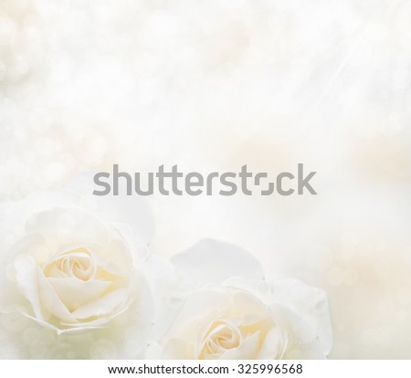 Spring blossom background with white flowers.pure white rose with soft focus for background.