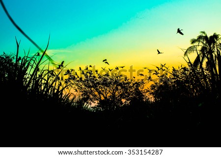 birds silhouettes flying above the lake against sunset,