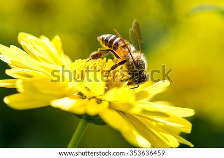 photo of a beautiful bee and flowers a sunny day.