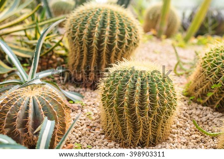 cactus in desert.cactus.Nature green background or wallpaper: domestic cactus closeup.