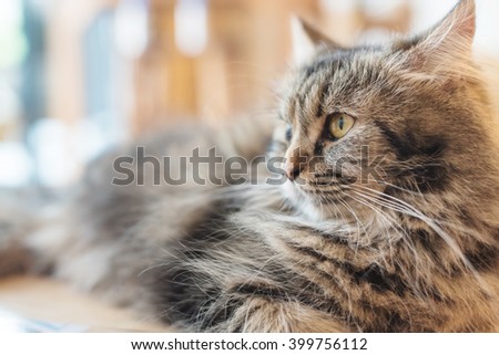 Cat, cute cat ,resting cat on a sofa in colorful blur background, cute funny cat close up, young playful cat on a bed, domestic cat, relaxing cat, cat resting, cat playing at home, elegant cat