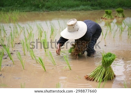 Asian are working with planting rice in field