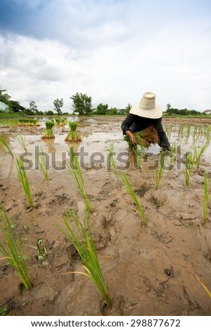 Asian are working with planting rice in field
