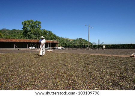 coffee drying after harvest farm on brazil