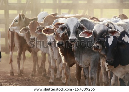 Cows At A Cattle Farm Or Ranch In Brazil