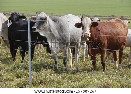 cattle in the field with fence