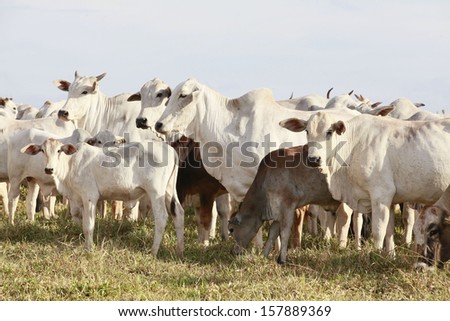 white cattle on farmland brazil white cattle on farmland brazil