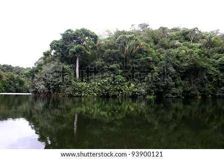 amazon river rain forest in brazil