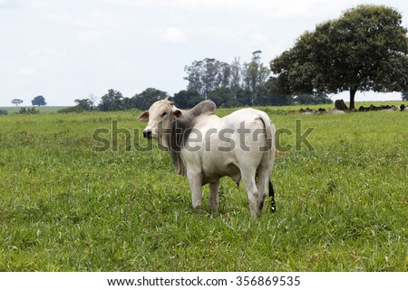 cattle nelore in pasture on brazilian farm