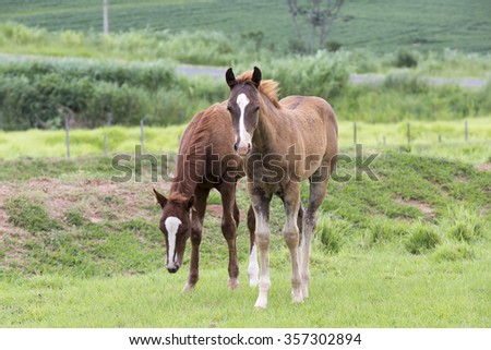 young horse feeding on pasture in brazil