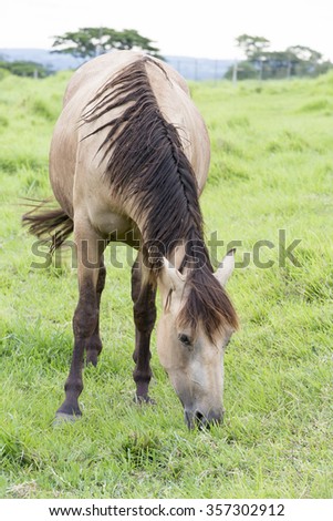 view of young horse feeding on pasture