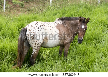 view of a horse feeding on pasture