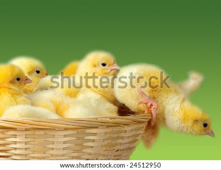 Happy Easter. Group of funny cute yellow chickens in basket
