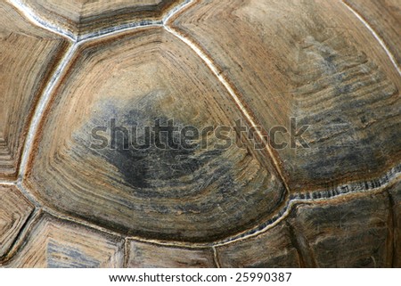 turtle shell closeup