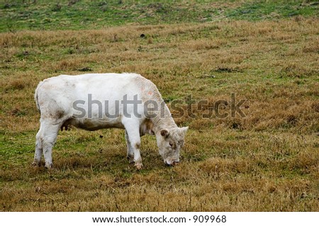 Young cow feeding on a hill in the rain