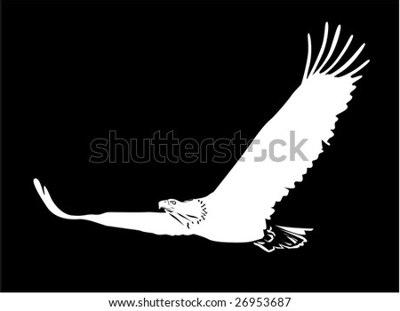 Black And White Eagle Pictures. white eagle on lack