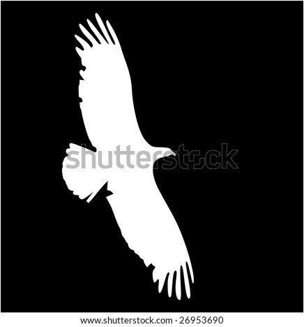 Black And White Eagle Pictures. white eagle on lack