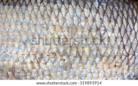 Fisherman trophy- Scales of ide closeup