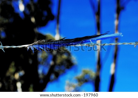 feather on barb wire