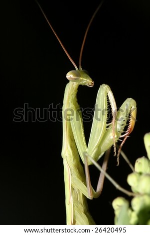 A macro closeup of a Praying Mantis on a black background