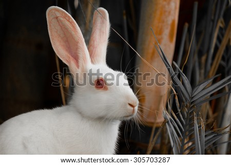 \'Pure and Innocent\'\
The feelings that a rabbit can create in everyone\'s hearts.