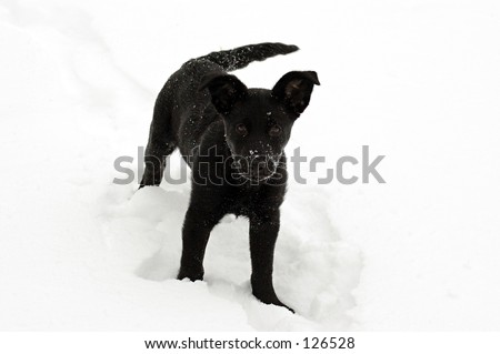  two lab puppies, labrador retrievers snow yellowwe Latestlibby chocolate 
