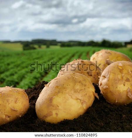 Freshly Dug Potatoes On A Field