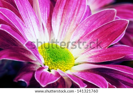 Close-up on purple chrysanthemum