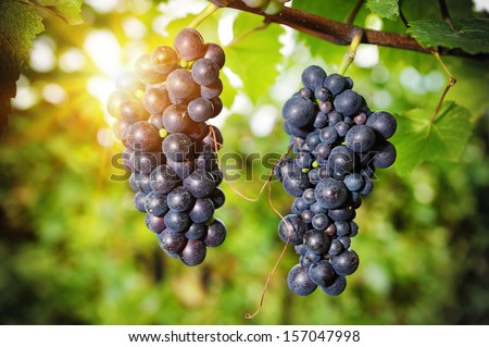 Fresh organic grape on vine branch. Wine making concept