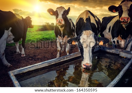 Herd Of Young Calves Drinking Water At Sunset