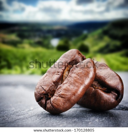 Coffee beans with green plantation on background