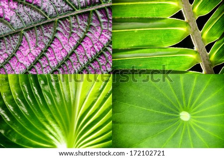 Tropical leaves background set
