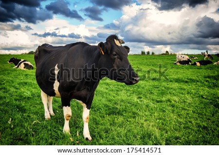 Black cow at green field