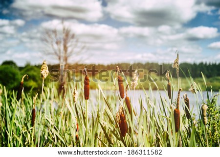 Cloudy landscape with bulrush