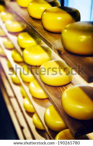 Cheese rounds on wooden shelves