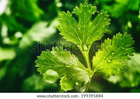 Fresh organic coriander leaf
