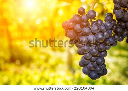 Fresh organic grape on vine branch at sunset